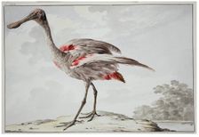A Roseate Spoonbill (Platalea ajaja), 1760-1780. Creator: Aert Schouman