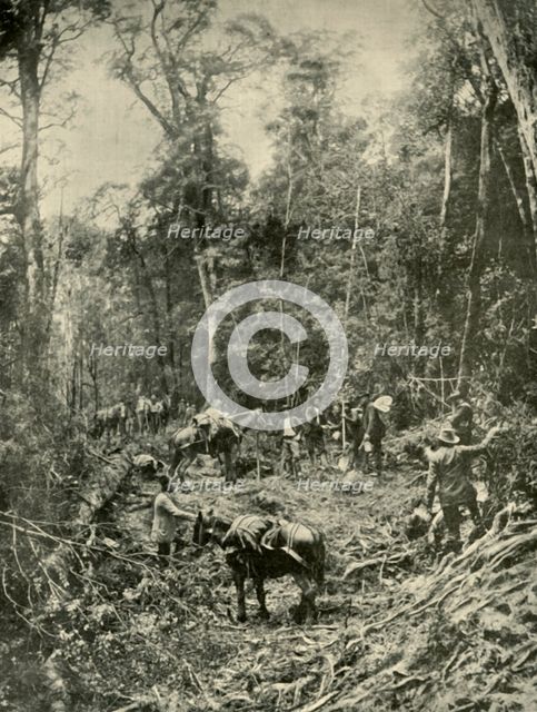 'A Rough Road, Tasmania', 1901. Creator: Unknown.