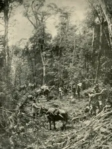 A Rough Road, Tasmania 1901. Creator: Unknown