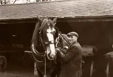 A Rowntree's working horse with driver, York, Yorkshire, 1955