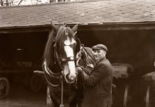 A Rowntree's working horse with driver, York, Yorkshire, 1955