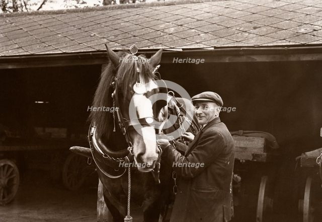 A Rowntree's working horse with driver,  York, Yorkshire,  1955. Artist: Unknown