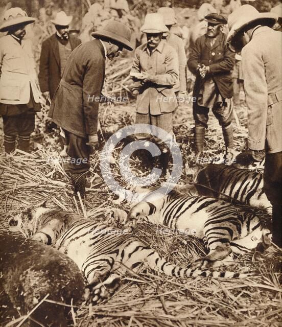 A royal bag of tigers, 1911 (1935).  Artist: Unknown.