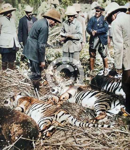 A royal bag of tigers, 1911 (1935).  Creator: Unknown.