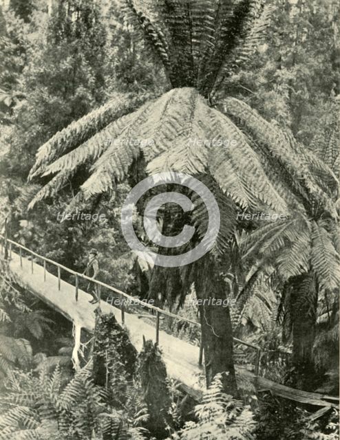 'A Rustic Bridge', 1901. Creator: Unknown.
