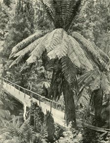 A Rustic Bridge 1901. Creator: Unknown