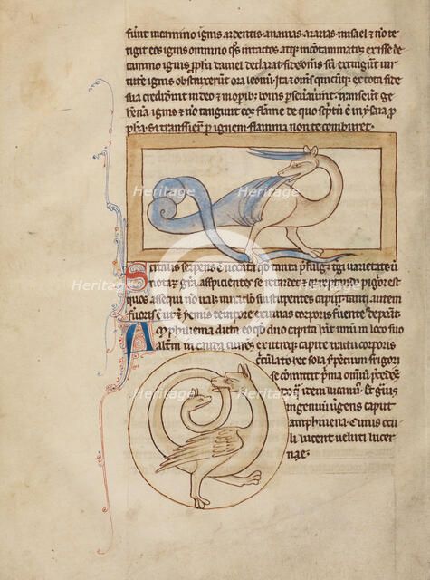 A Scitalis; An Amphisbaena; Northumberland Bestiary, about 1250-1260. Creator: Unknown.