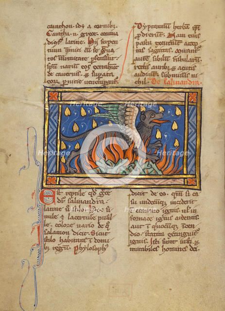 A Salamander; Bestiary, about 1270. Creator: Unknown.