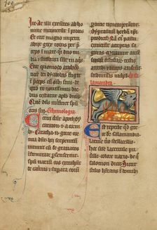 A Salamander; De Natura Avium; De Pastoribus et Ovibus, 1277 or after. Creator: Unknown