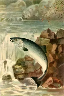 A Salmon Leap 1895, (1943). Creator: P. J. Smit