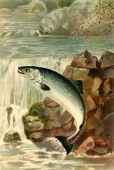 A Salmon Leap 1895, (1943). Creator: P. J. Smit