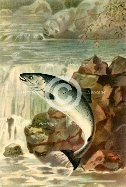 'A Salmon Leap', 1895, (1943).  Creator: P. J. Smit.