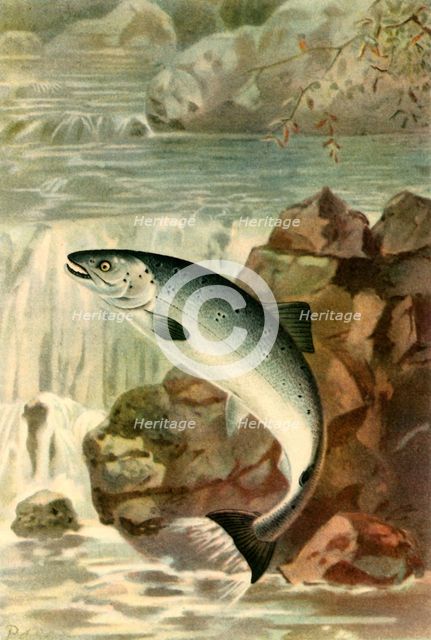 'A Salmon Leap', 1895, (1943).  Creator: P. J. Smit.