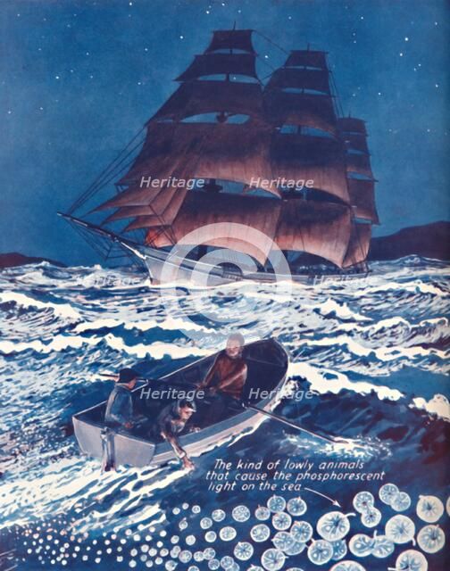 'A Sea Illuminated By Living Nightlights', 1935. Artist: Unknown.