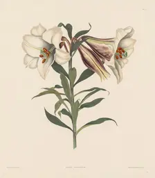 A Selection of Hexandrian Plants, belonging to the natural order of Amaryllidae..., 1831-1832. Creator: Robert Havell (British, 1769-1832)
