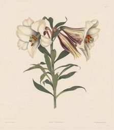 A Selection of Hexandrian Plants, belonging to the natural order of Amaryllidae..., 1831-1832. Creator: Robert Havell (British, 1769-1832)