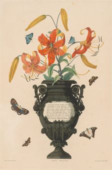A Selection of Hexandrian Plants...: Tiger Lily, 1831-1832. Creator: Robert Havell (British, 1769-1832)