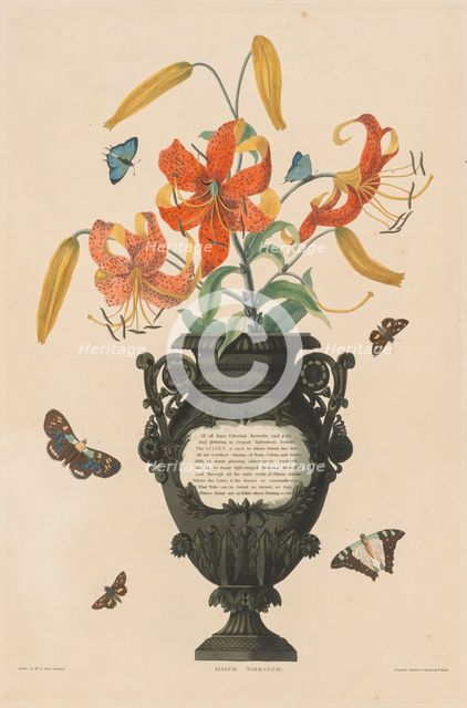 A Selection of Hexandrian Plants...: Tiger Lily, 1831-1832. Creator: Robert Havell (British, 1769-1832).