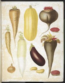 A selection of vegetables, including aubergine, onion, carrot, and potato, 1850. Creators: Elisa Champin, Mlle Coutance