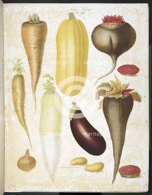 A selection of vegetables, including aubergine, onion, carrot, and potato, 1850.  Creators: Elisa Champin, Mlle Coutance.