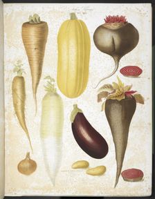 A selection of vegetables, including aubergine, onion, carrot, and potato, 1850. Creators: Elisa Champin, Mlle Coutance