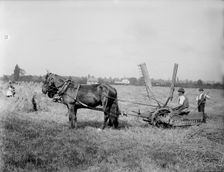 A self-raking, or sail reaper, 1900. Creator: Henry Taunt