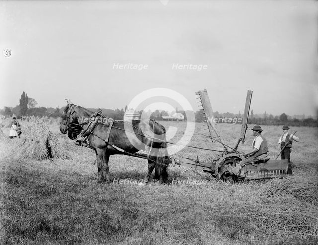 A self-raking, or sail reaper, 1900.  Creator: Henry Taunt.