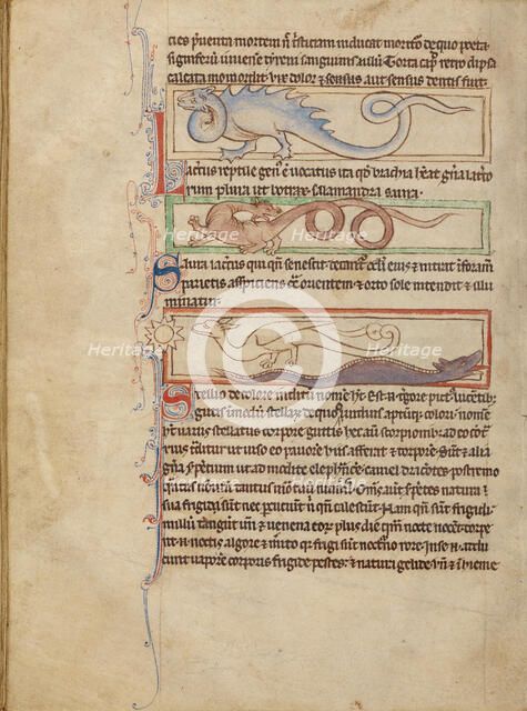 A Seps; A Lizard; A Saura; A Newt; Northumberland Bestiary, about 1250-1260. Creator: Unknown.