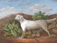 A Setter: Facing Left, with a Partridge Hiding among Burdocks on the Left, ca. 1805. Creator: Unknown