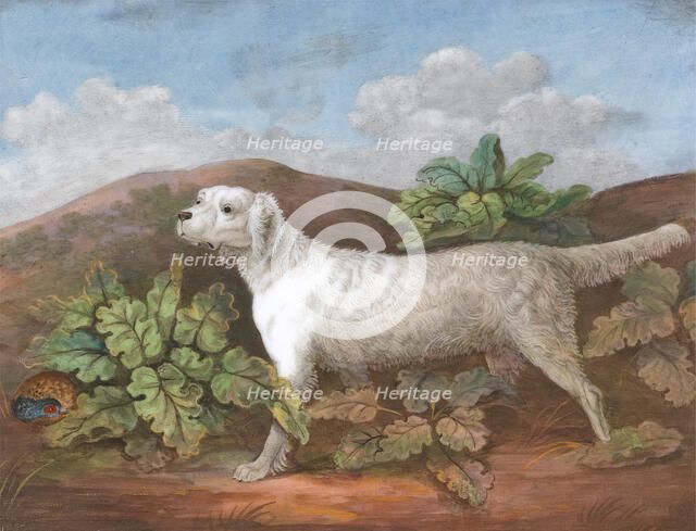 A Setter: Facing Left, with a Partridge Hiding among Burdocks on the Left, ca. 1805. Creator: Unknown.