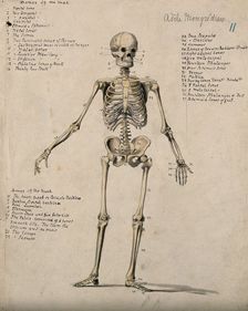 A skeleton, 1880. Creator: Adele Mongredien