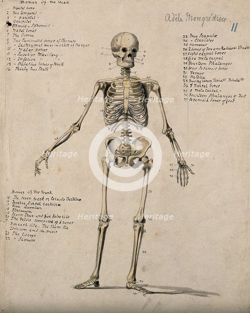 A skeleton, 1880. Creator: Adele Mongredien.