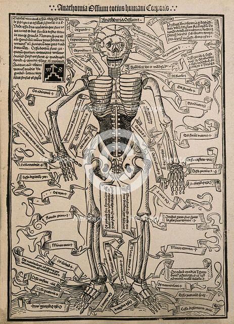 A skeleton, seen from the front, with labels giving the latin names of the bones, 1501 (20th cent). Creator: Unknown.