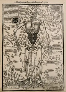 A skeleton, seen from the front, with labels giving the latin names of the bones, 1501 (20th cent). Creator: Unknown
