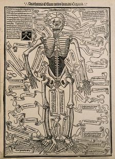 A skeleton, seen from the front, with labels giving the latin names of the bones, 1501 (20th cent). Creator: Unknown