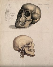 A skull: two figures, 1880. Creator: Jeannette Mongredien