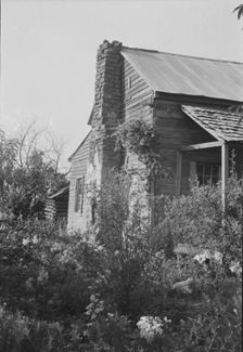 A sharecropper's field, Hale County, Alabama, 1936. Creator: Walker Evans