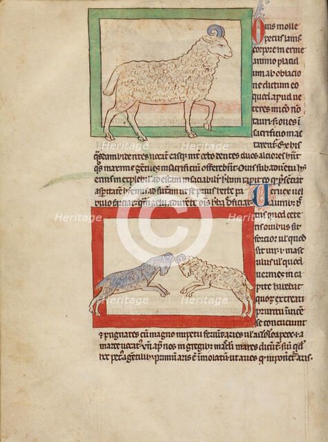 A Sheep; A Ram; Northumberland Bestiary, about 1250-1260. Creator: Unknown.