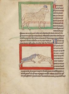 A Sheep; A Ram; Northumberland Bestiary, about 1250-1260. Creator: Unknown