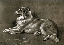 A Sheep Dog 1901