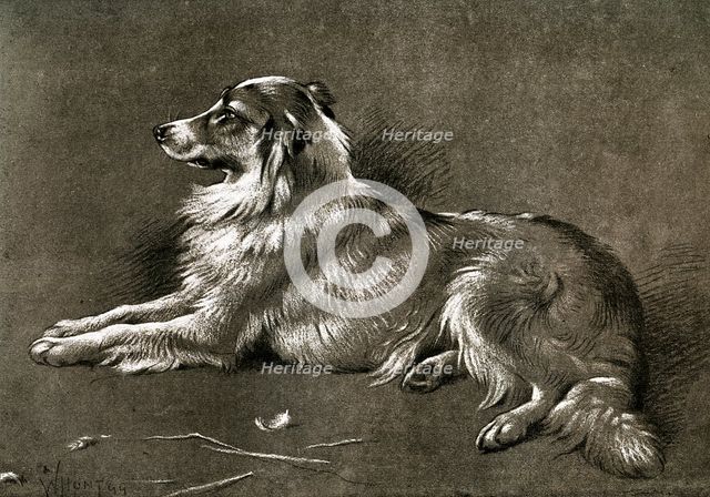 'A Sheep Dog', 1901. Artist: Unknown