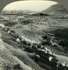 A Sheep Ranch in the Northwest Country - Idaho c1930s. Creator: Unknown