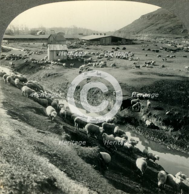 'A Sheep Ranch in the Northwest Country - Idaho', c1930s. Creator: Unknown.