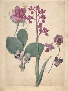 A Sheet of Studies of Flowers: A Rose, a Heartsease, a Sweet Pea, a Garden Pea..., 16th century. Creator: Jacques Le Moyne