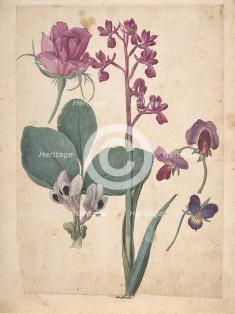A Sheet of Studies of Flowers: A Rose, a Heartsease, a Sweet Pea, a Garden Pea..., 16th century. Creator: Jacques Le Moyne.