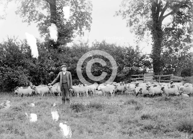 A shepherd with his flock near Hellidon, Northamptonshire, c1873-c1923. Artist: Alfred Newton & Sons
