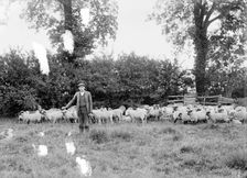 A shepherd with his flock near Hellidon, Northamptonshire, c1873-c1923. Artist: Alfred Newton & Sons