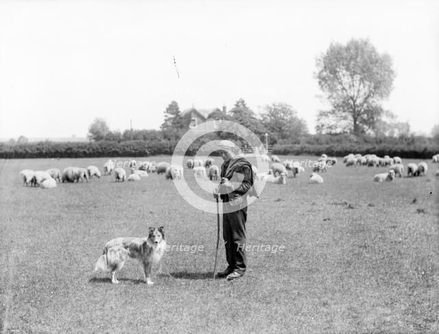 A shepherd and his dog, 1901 Artist: Henry Taunt