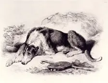 A Shepherd's Dog, c1860. Creator: Edwin Henry Landseer