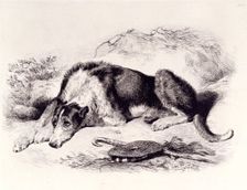 A Shepherd's Dog, c1860. Creator: Edwin Henry Landseer